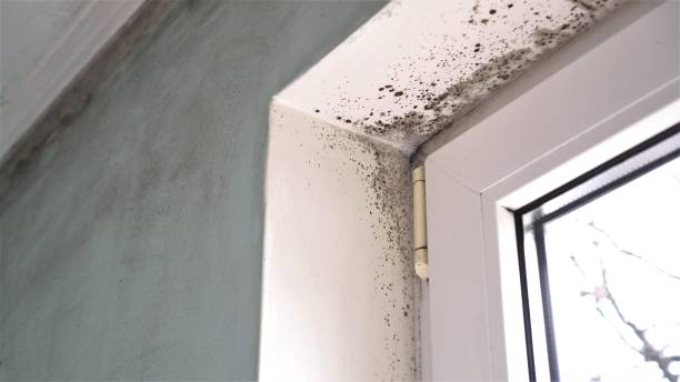 Best Attic Mold Removal  in Atlantic Beach, NY